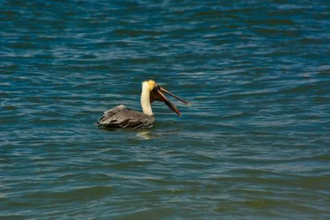 A Open Beak Pelican Stock Photos
