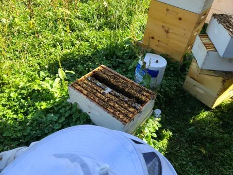 Open Bee hive Stock Photos