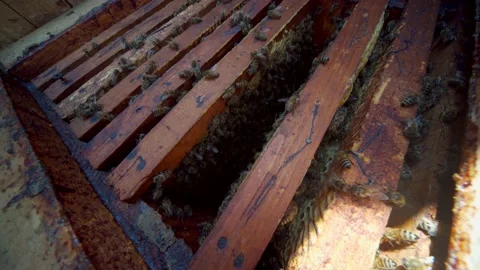 Open bee hive. Plank with honeycomb in the hive. The bees crawl along the hive. Stock Footage 157360934