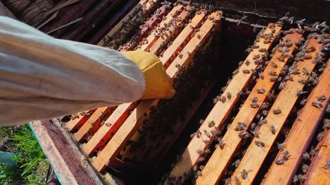 Open Beehive with Active Honey Bees on Wooden Frames in Apiary 스톡 동영상 335076279