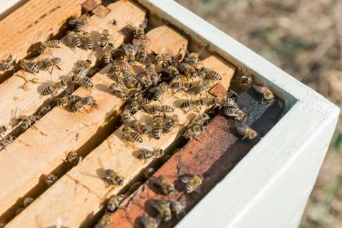 Open beehive with bees Stock Photos