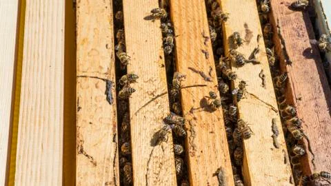 Open beehive with bees Stock Photos