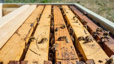 Open beehive with bees Stock Photos