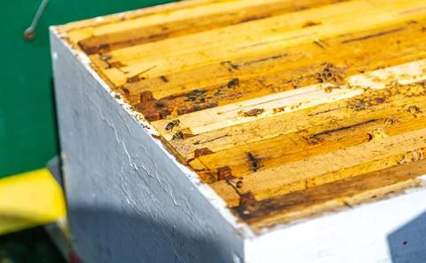 Open Beehive box with frames at Beekeeping colony Stock Photos