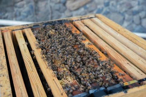 Open beehive box with frames covered in honey bees Stock-Fotos