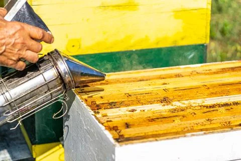 Open Beehive with frames at Beekeeping colony, Smoker is used by the beekepee Stock Photos