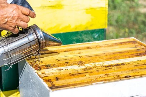 Open Beehive with frames at Beekeeping colony, Smoker is used by the beekeepe Stock Photos
