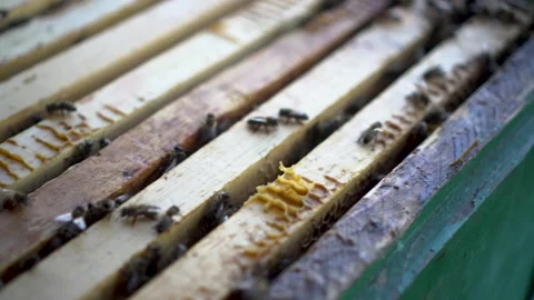Open beehive with frames close-up. Bees are crawling along the street. Stock Footage 136423015