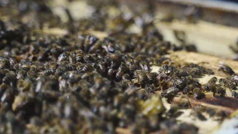 Open beehive with frames, honey. Production of honey and other products by bees. Video stock 231656307