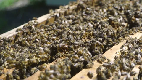 Open beehive with frames, honey. Production of honey and other products by bees. Video stock 231657988