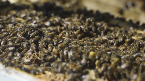 Open beehive with frames, honey. Production of honey and other products by bees. Stock Footage 231658144