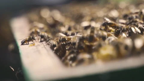 Open beehive with frames, honey. Production of honey and other products by bees. Video stock 231662795