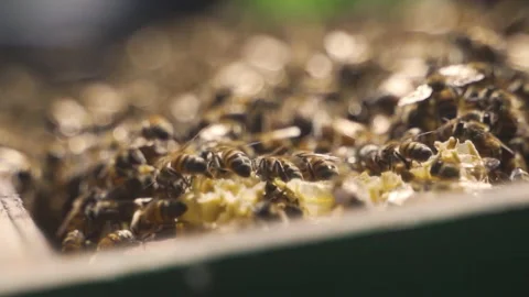 Open beehive with frames, honey. Production of honey and other products by bees. Stock Footage 231663541