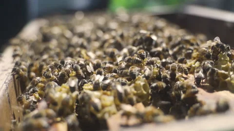 Open beehive with frames, honey. Production of honey and other products by bees. Stock Footage 231707061