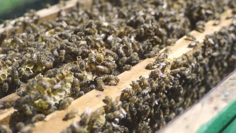 Open beehive with frames, honey. Production of honey and other products by bees. Stock Footage 231716254