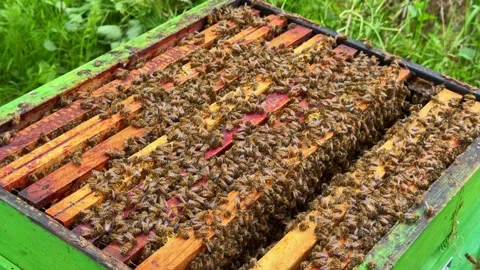 Open beehive with honey bees on frames. Close up Stock Footage 334718871