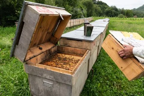 Open Beehive Stock Photos