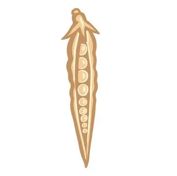 Open beige soybean or pea pod vector illustration. Stock Illustration