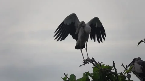 Open bill stork, in flight  Stock Footage 167755486