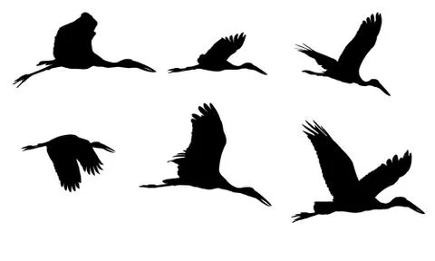 Open Bill Stork Stock Photos