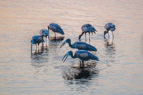 Open Billed storks feeding in shallow water at sunset Stock Photos