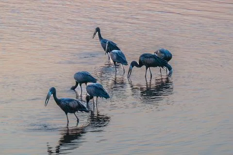 Open Billed storks feeding in shallow water at sunset Stock Photos