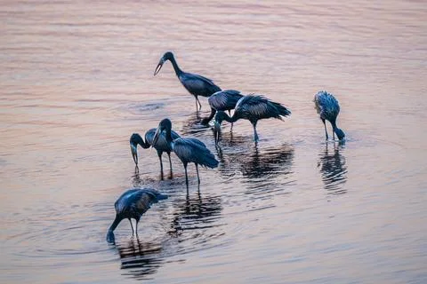 Open Billed storks feeding in shallow water at sunset Stock Photos