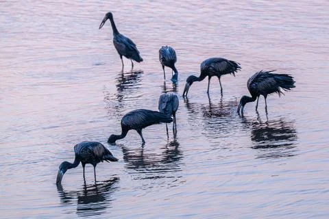Open billed storks feeding at sunset Stock Photos