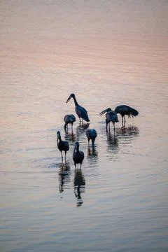 Open billed storks feeding at sunset Stock Photos