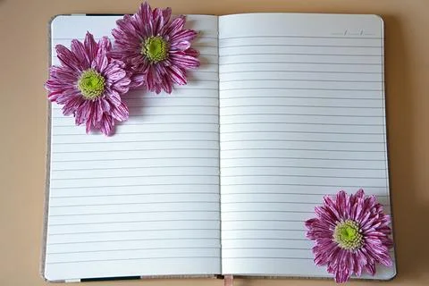 An open , blank, lined notebook decorated with pink chrysanthemum flowers Stock Photos