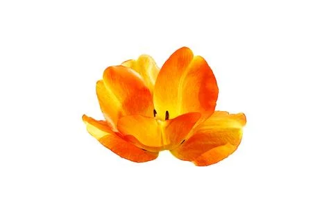 An open, blooming head of a red orange tulip flower Stock Illustration