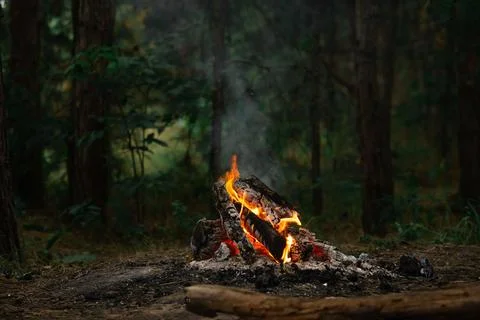 Open Bonfire in the Woods Surrounded by Trees Stock Photos