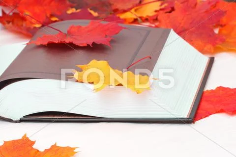 Open book with autumn maple leaves Stock Photos