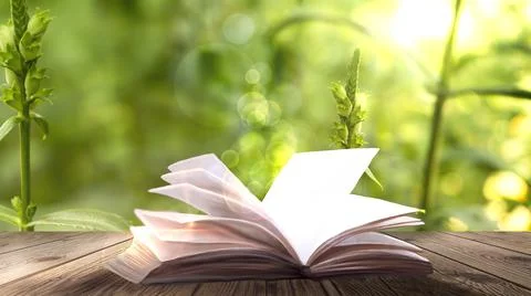 Open book on a background of a sea evening landscape with sunset. Stock Illustration