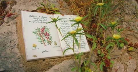 Open book ceramic plaque with plant drawing on rocky ground in Capri Italy Stock Footage 311960014