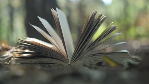 Open book in the forest Stock Footage 250315052