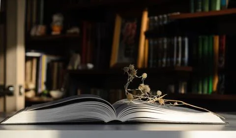 Open book Stock Photos