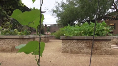 Open Boxed Vegetable and Herbs Garden Vertical Pan Shot Stock Footage 40006768