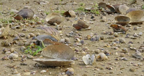 Open broken freshwater shells on a sandy beach Stock Footage 258970034