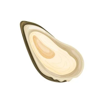 Open brown oyster shell. Vector illustration on white background. Stock Illustration