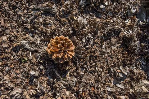 Open brown pine cone on brown background Stock Photos