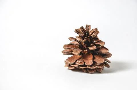 Open brown pine cone isolated on white background. One Pine cone Stock Photos
