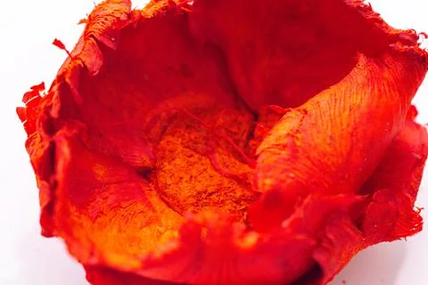 An open bud is a red close-up on a warm white background. Concept for postcards 스톡 사진