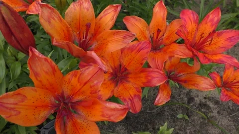 Open buds of red lily Stock Footage 138724953