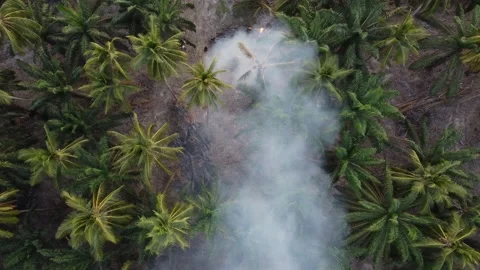Open burn at coconut tree Stock Footage 149202937