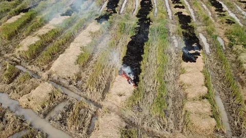 Open burn rice paddy straw in the field. Видео 117405632