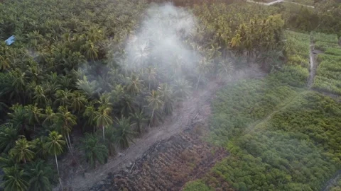 Open burning happen at coconut tree Stock Footage 197012672