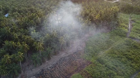 Open burning happen at coconut tree Stock Footage 321389730