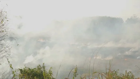 Open burning of rice crop waste after harvest in the paddy field Stock Footage