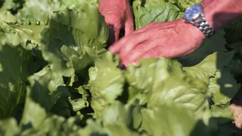 Open cabbage lettuce leaf by leaf Stock Footage 149120540
